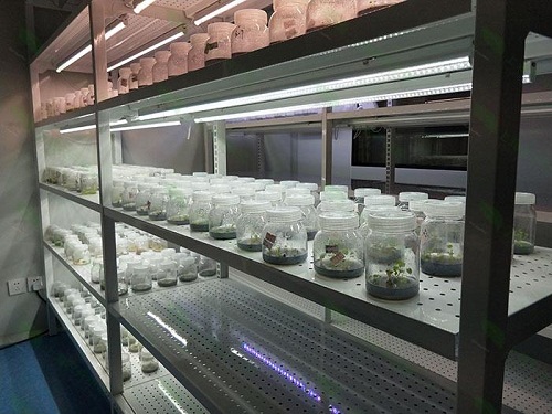莎车植物组织培养实验室设计建设方案